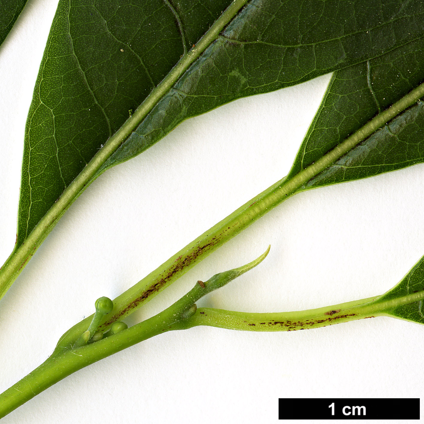 High resolution image: Family: Lauraceae - Genus: Litsea - Taxon: kingii